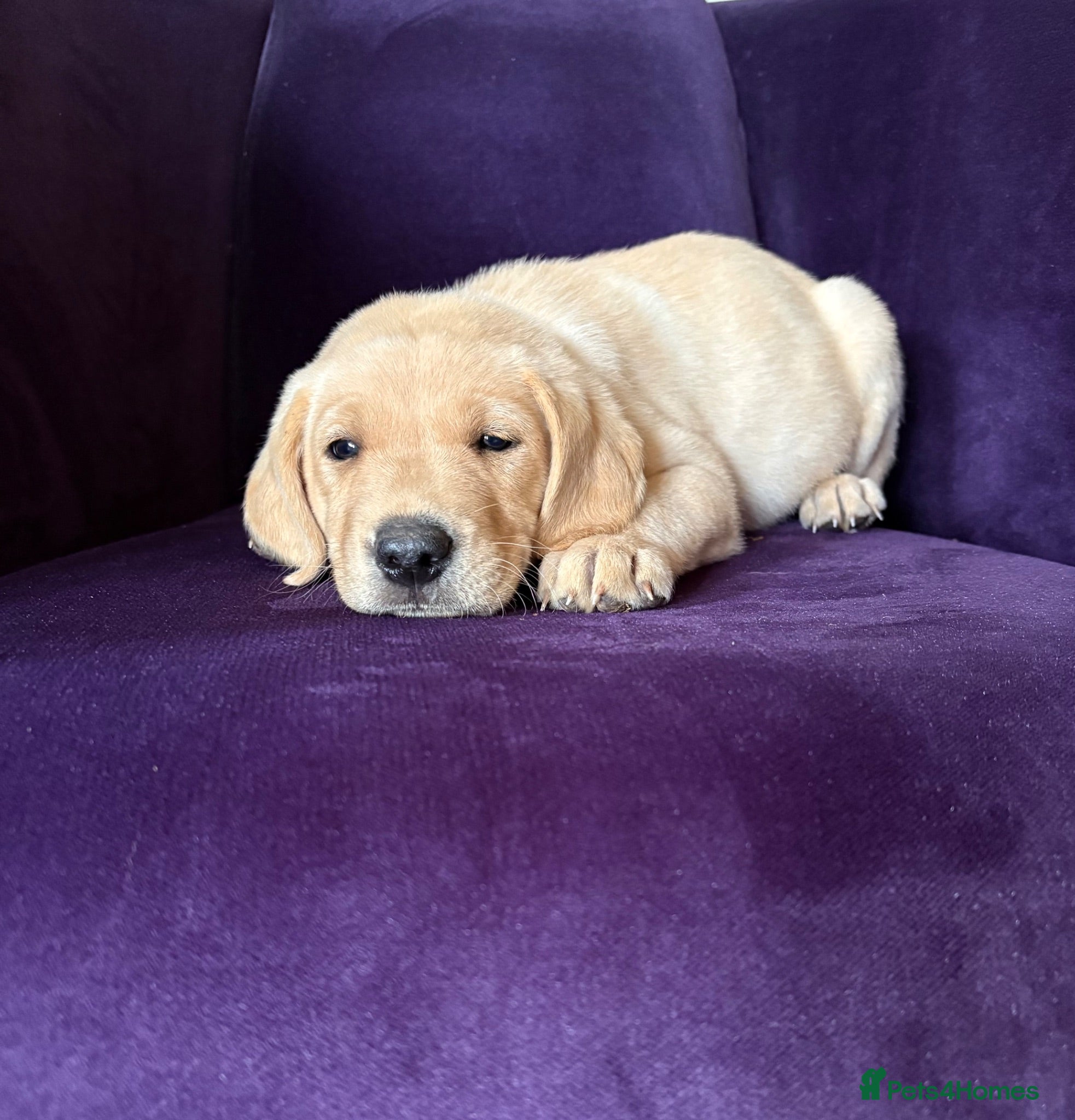 Labrador Retriever dogs Labrador puppies, black & yellow  - Advert 1