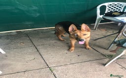 Shepsky dogs for sale: German shepherd cross husky  - Image 1
