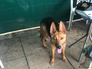 Shepsky dogs for sale: German shepherd cross husky - Advert 1