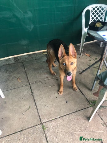 Shepsky dogs German shepherd cross husky - Advert 15