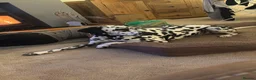 Dalmatian dogs for sale: Dalmy - Advert 7
