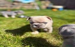 French Bulldog dogs for sale: Gorgeous French Bulldog Puppies For Sale  - Image 9