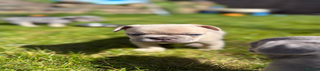 French Bulldog Puppy 2