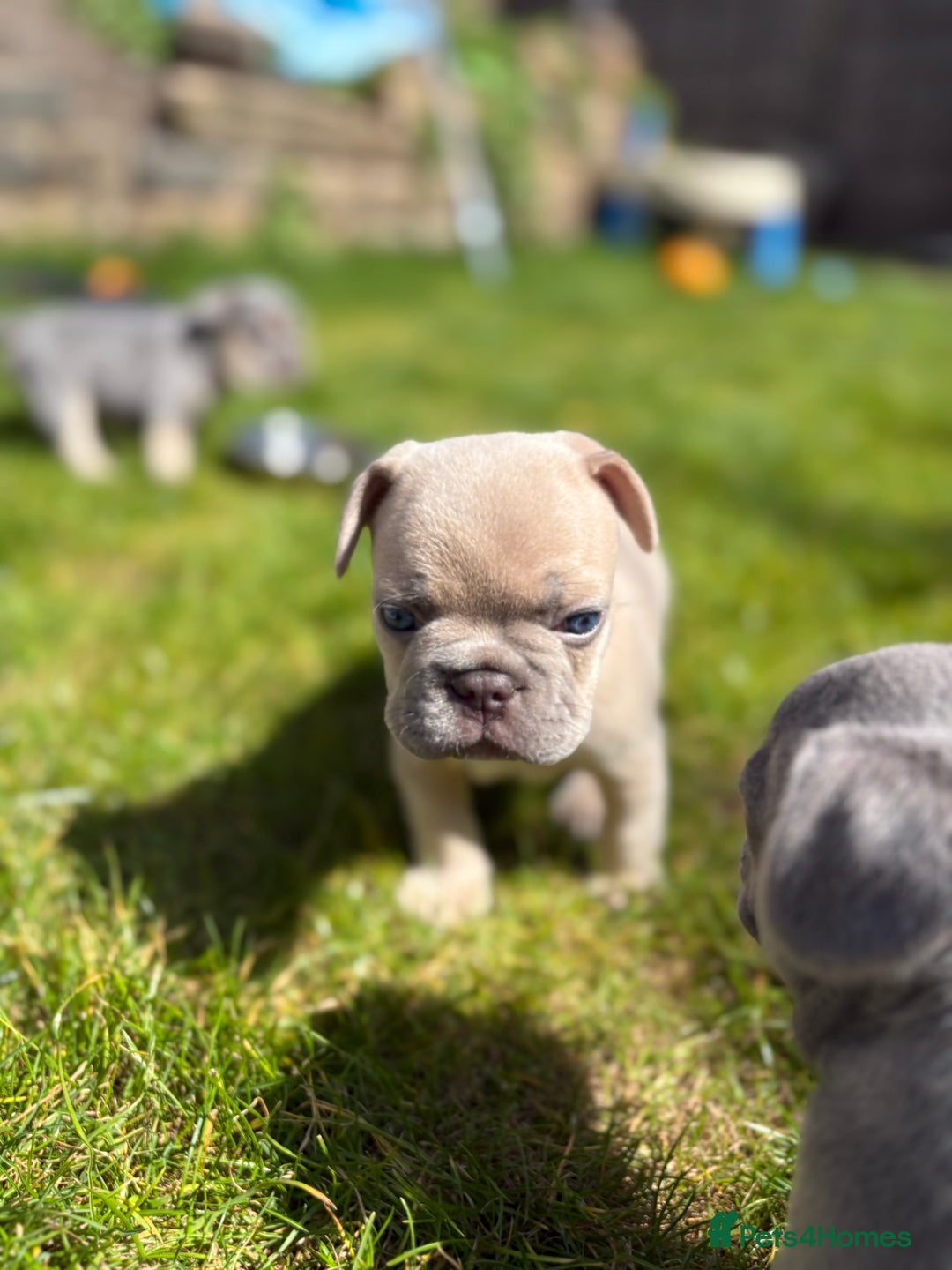French Bulldog dogs for sale: Gorgeous French Bulldog Puppies For Sale  - Image 9