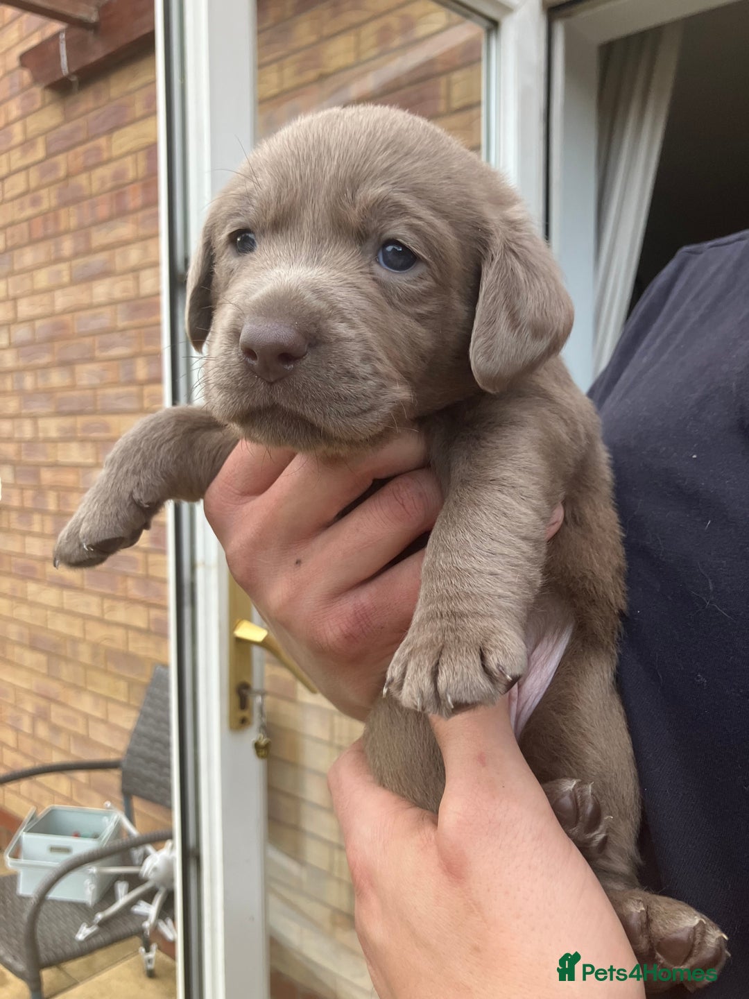 Labrador Retriever dogs for sale: Silver Labrador Puppies for sale  - Image 3