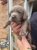 Labrador Retriever dogs - Advert 15