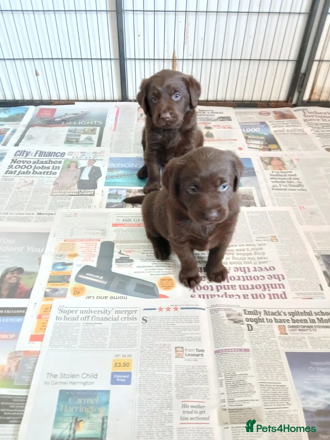 Labrador Retriever dogs for sale: Chocolate labrador puppies  - Advert 3