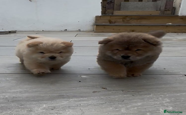 Chow Chow dogs - Advert 1