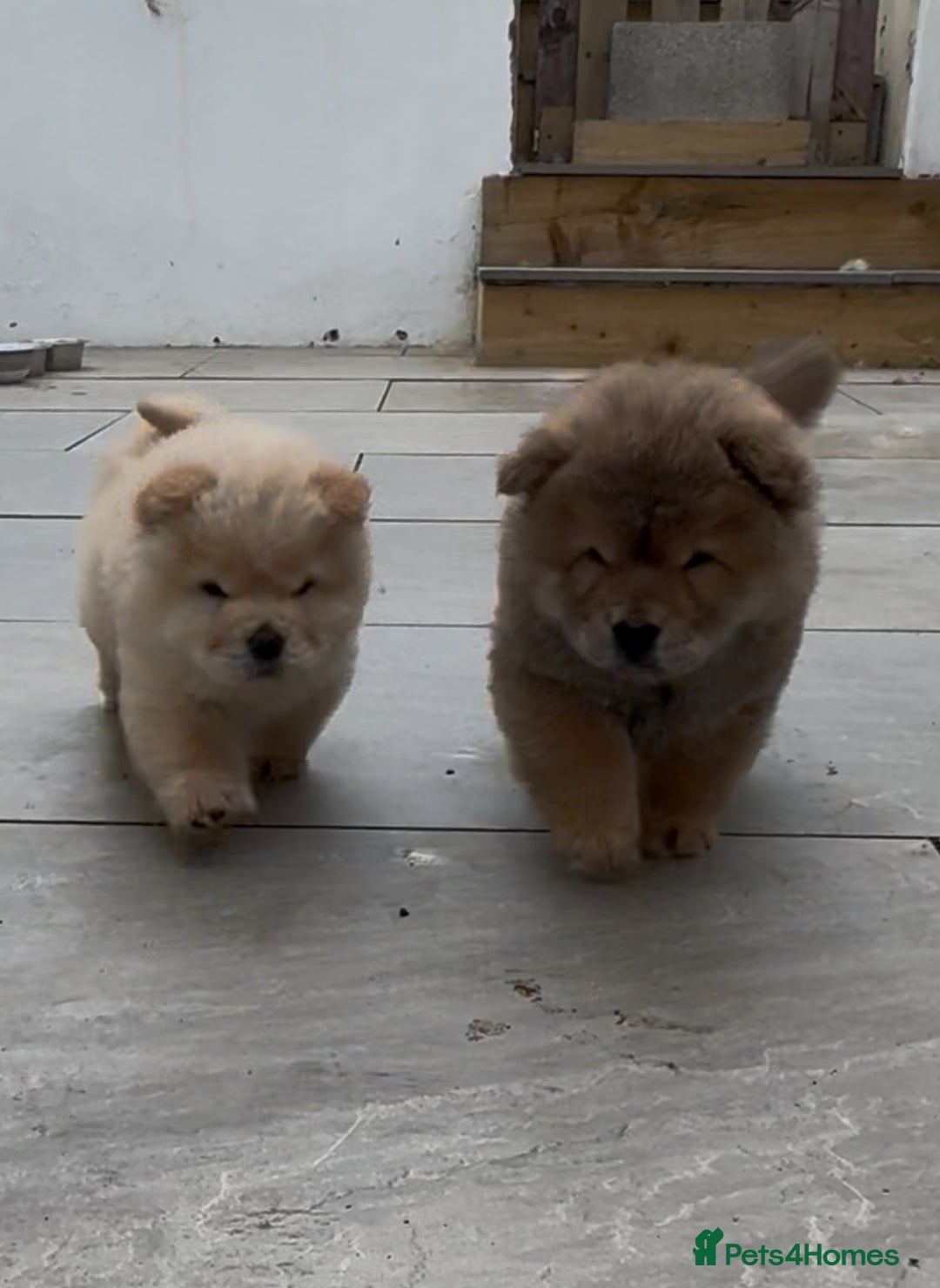 Chow Chow dogs for sale: Stunning fawn chow chow puppy almost ready to leav - Image 2