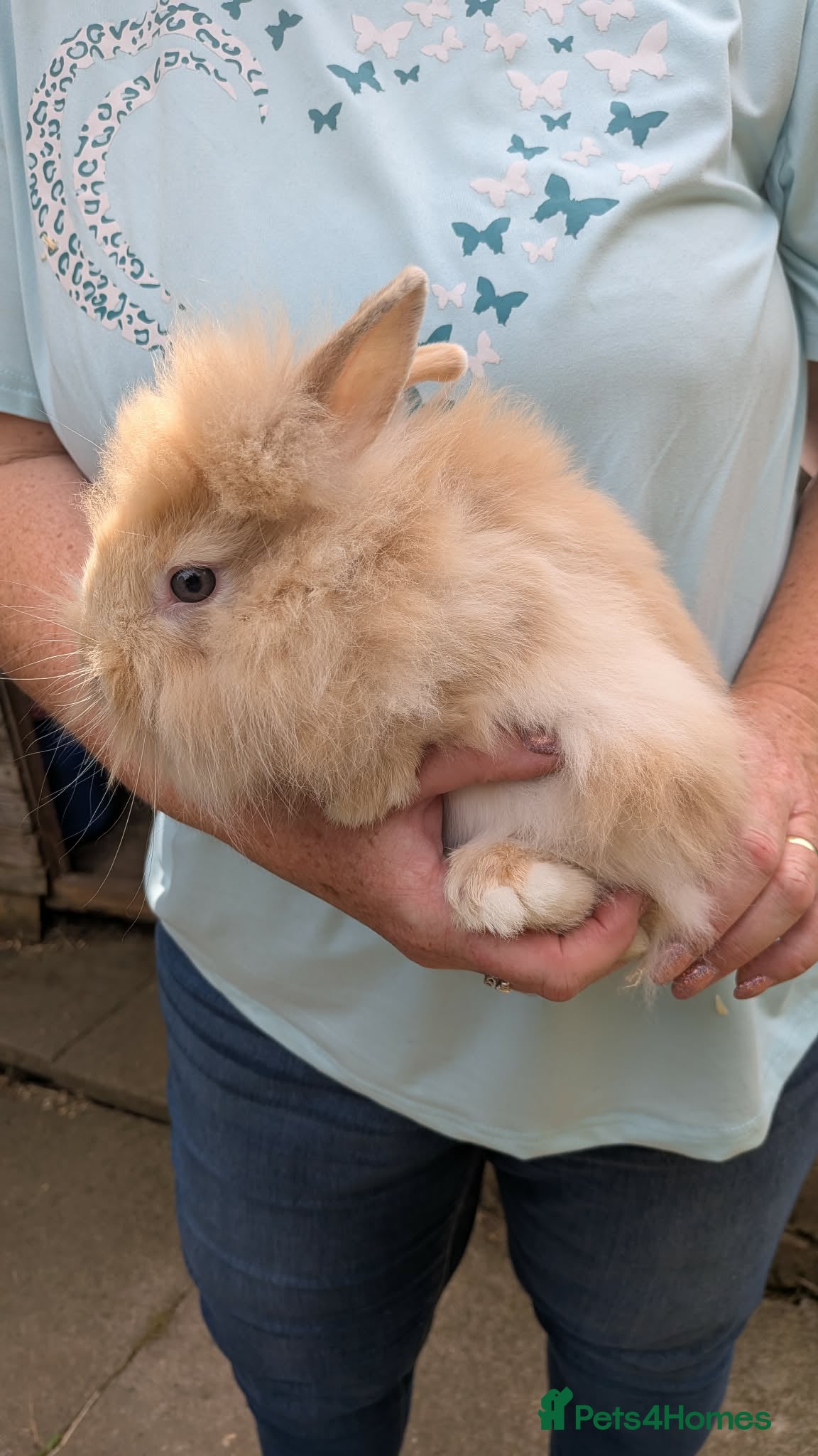 Lionhead rabbits Beautiful Double Mained Lionheads - Advert 3