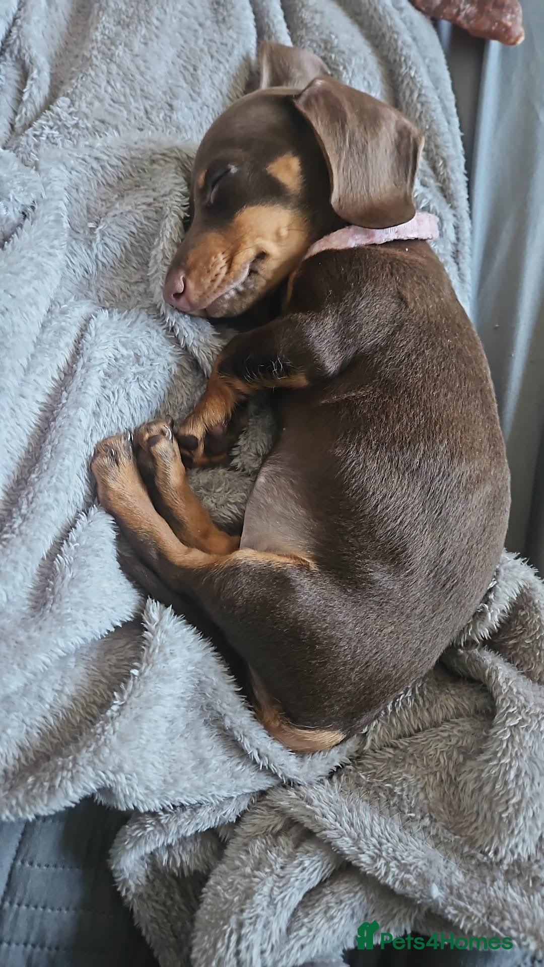 Miniature Dachshund dogs Beautiful chocolate and tan female  - Advert 1