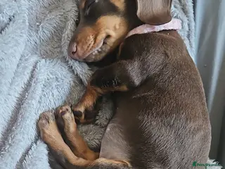 Miniature Dachshund dogs Beautiful chocolate and tan female - Advert 1