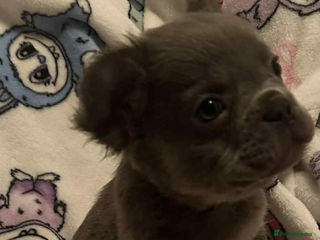 French Bulldog dogs French bulldog puppys - Advert 3