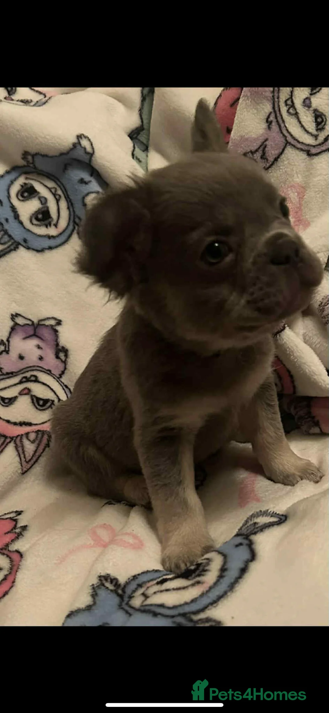 French Bulldog dogs for sale: French bulldog puppys - Advert 2