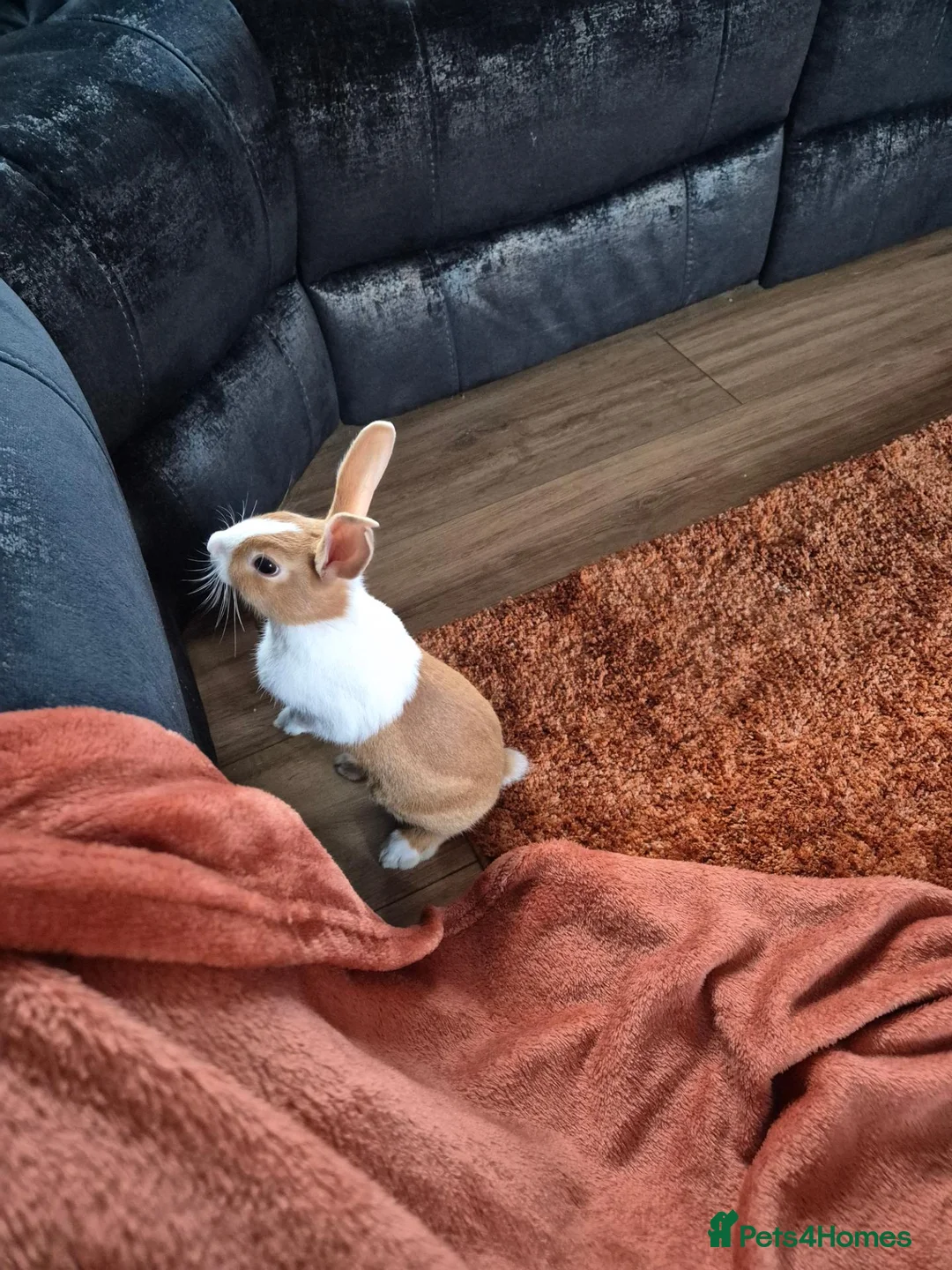Dutch rabbits for sale: Dutch rabbit female - Advert 2