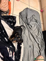 Dachshund dogs Dachshund pups - Advert 7