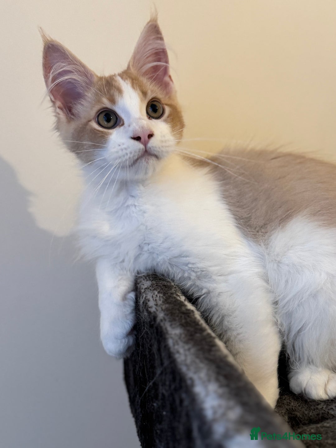 Maine Coon cats for sale: A wonderful Maine Coon Shaded Line male - Image 5