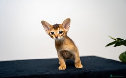 Abyssinian cats for sale: Elegant Abyssinian Kittens Champion Lines 🏆 🥇  - Image 34