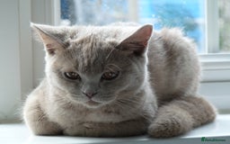 British Shorthair cats for sale: britsh short hair kittens  in Orpington - Image 27