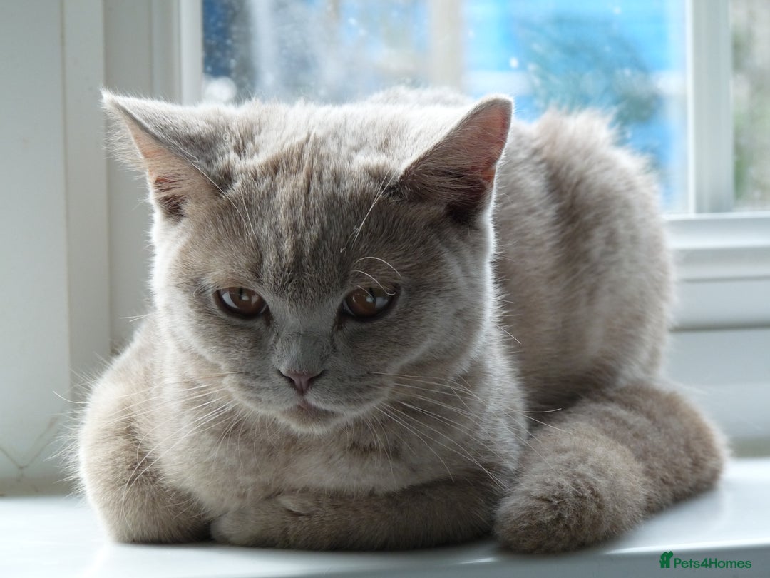 British Shorthair cats for sale: britsh short hair kittens  in Orpington - Image 27