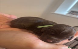 Cockapoo dogs for sale: Cockapoo puppies - Image 8