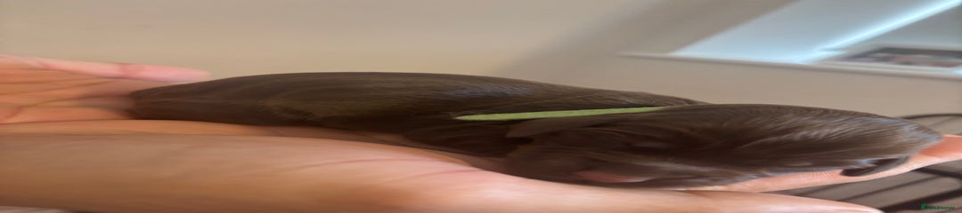 Cockapoo Puppy 5- green