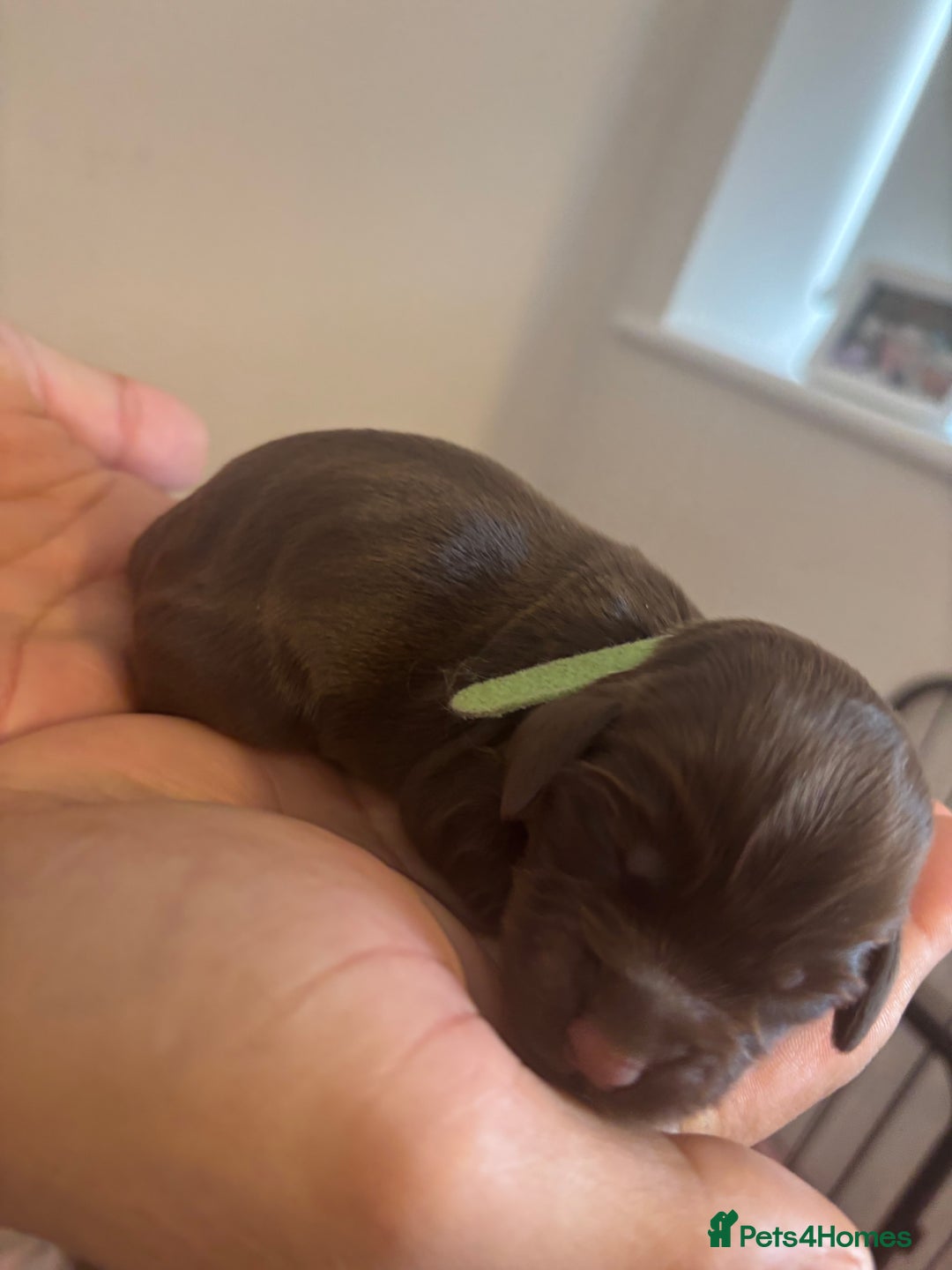 Cockapoo dogs for sale: Cockapoo puppies - Image 8