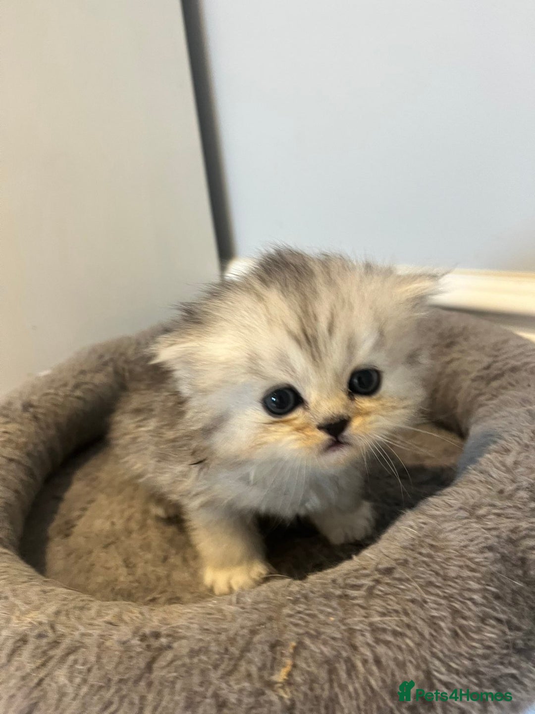 Persian cats for sale: **SOLD** gorgeous PKD Negative Persian kittens - Advert 20