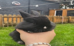 Mini Lop rabbits for sale: black and black and white Lionhead bunnies - Image 2