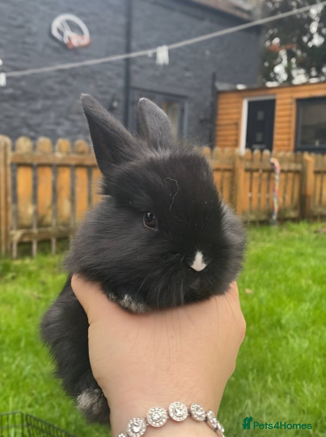 Mini Lop rabbits for sale: black and black and white Lionhead bunnies - Image 2