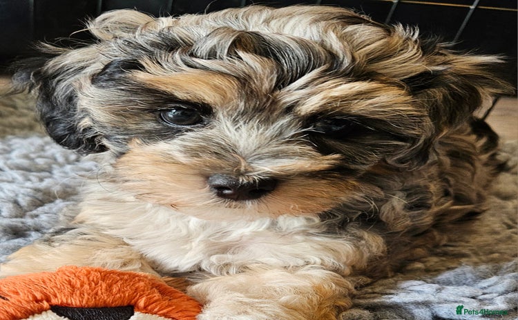 Maltipoo dogs - Advert 2