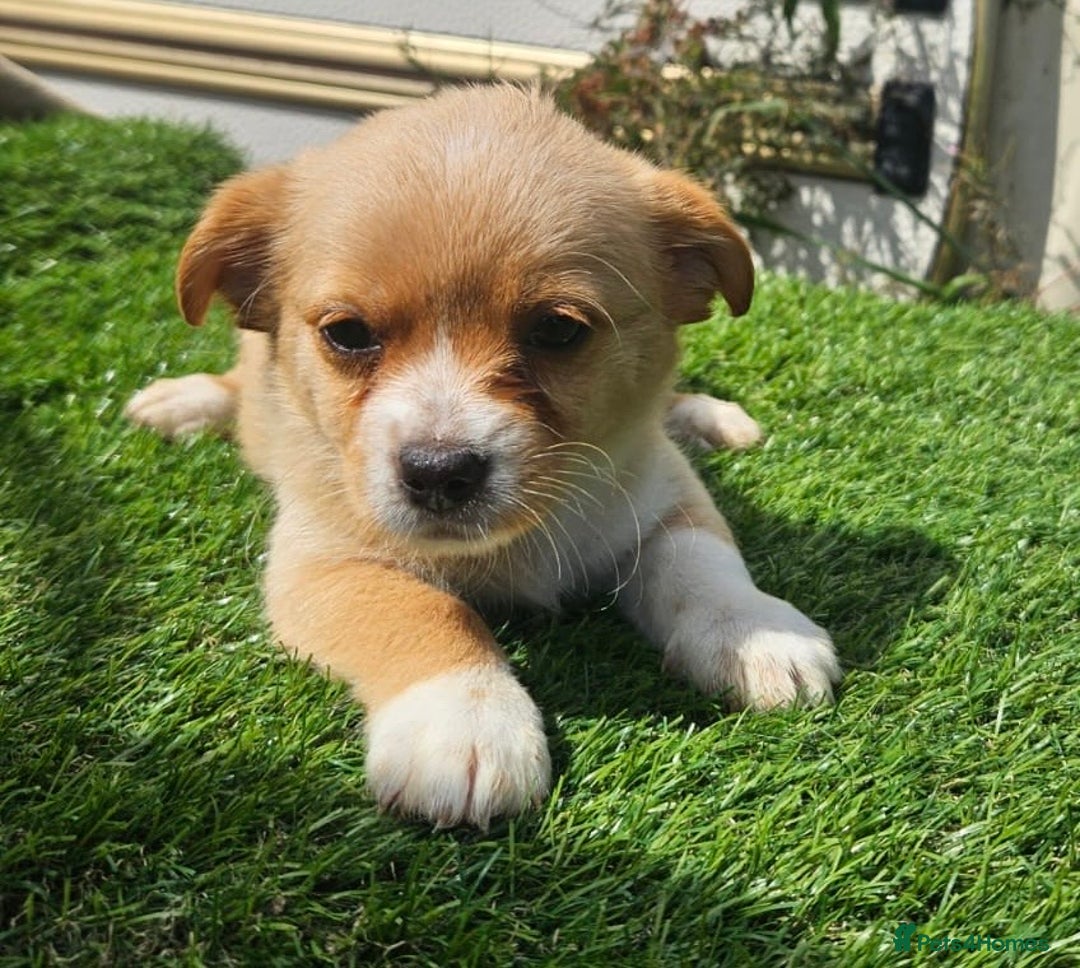Mixed Breed dogs for sale: Mixed puppy’s  - Image 5