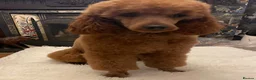 Labradoodle dogs for sale: Miniature Labradoodles  - Advert 13