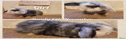 Mini Lop rabbits for sale: Mini lop kits to reserve. Vetchecked&vaccinated. - Advert 4