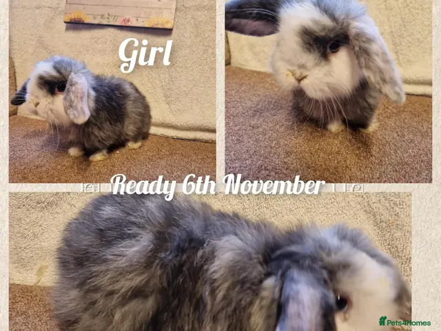 Mini Lop rabbits for sale: Mini lop kits to reserve. Vetchecked&vaccinated. - Advert 2