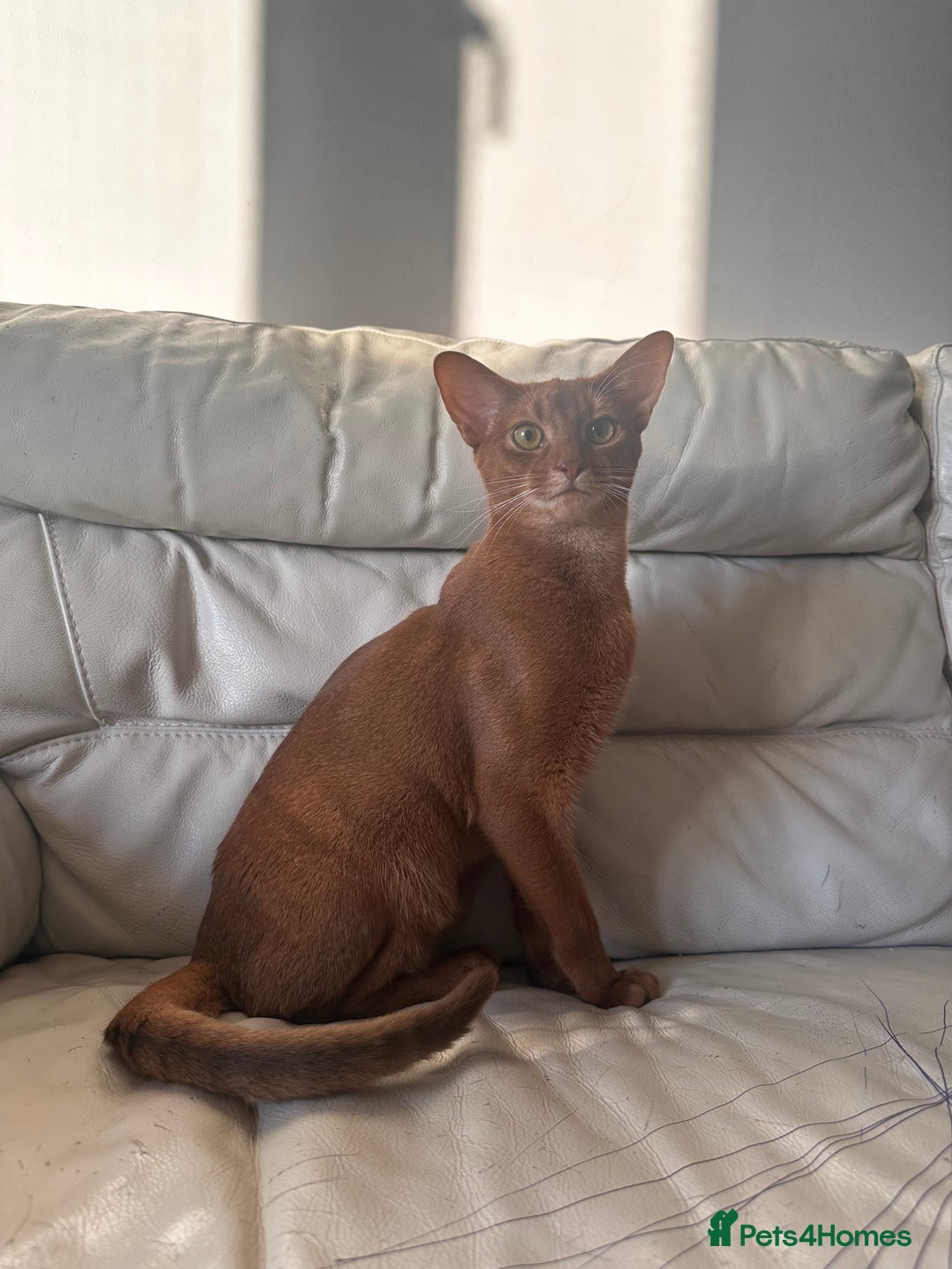 Abyssinian cats for sale: 🥰Active TICA registered Abyssinian male 🐈‍⬛  - Advert 3