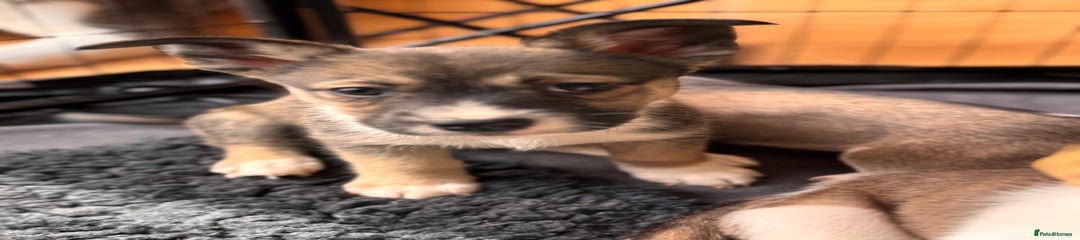 Puppy 1- RESERVED