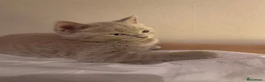 British Shorthair 1 