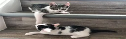 Mixed Breed cats for sale: Kittens for sale  - Advert 4