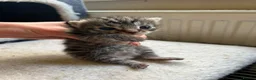 Mixed Breed cats for sale: 2 bengal/tortoiseshell/tabby kittens - Advert 3
