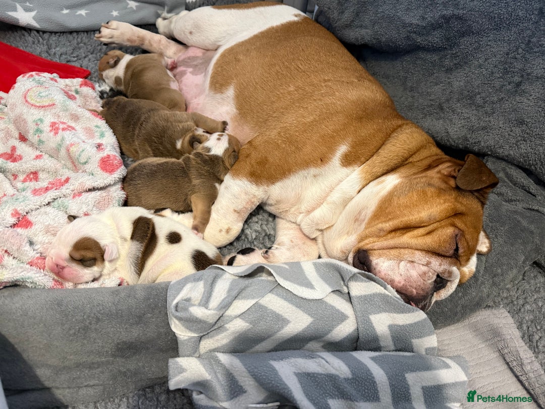 English Bulldog dogs for sale: Kc standards  quality bulldogs  - Advert 3