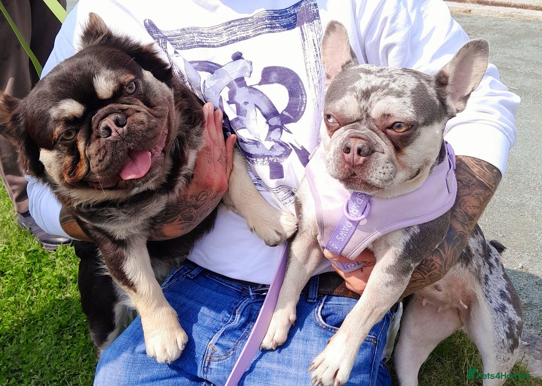 French Bulldog dogs for sale: French bulldog , merle, platinum, fluffy carriers. - Image 32