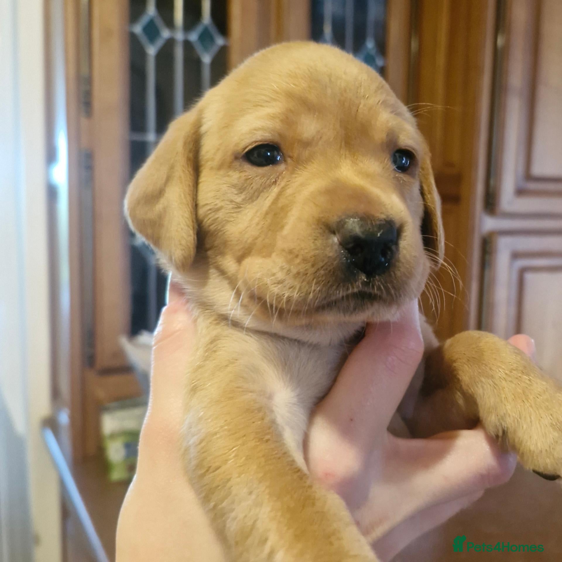 Labrador Retriever dogs Kc registered , health tested labrador pups.  - Advert 6