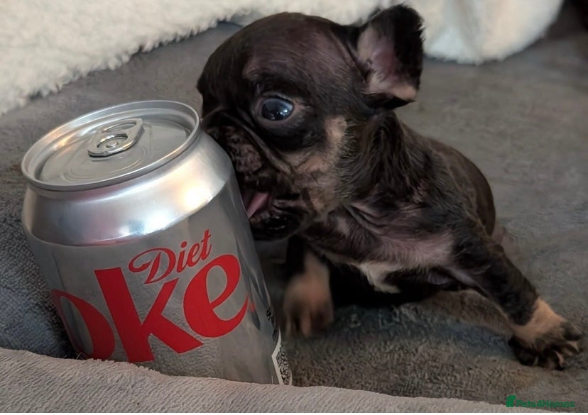 French Bulldog dogs 🔥 Unbelievable litter of 11 French Bulldogs 😍 - Advert 2
