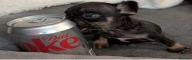 French Bulldog Puppy 7
