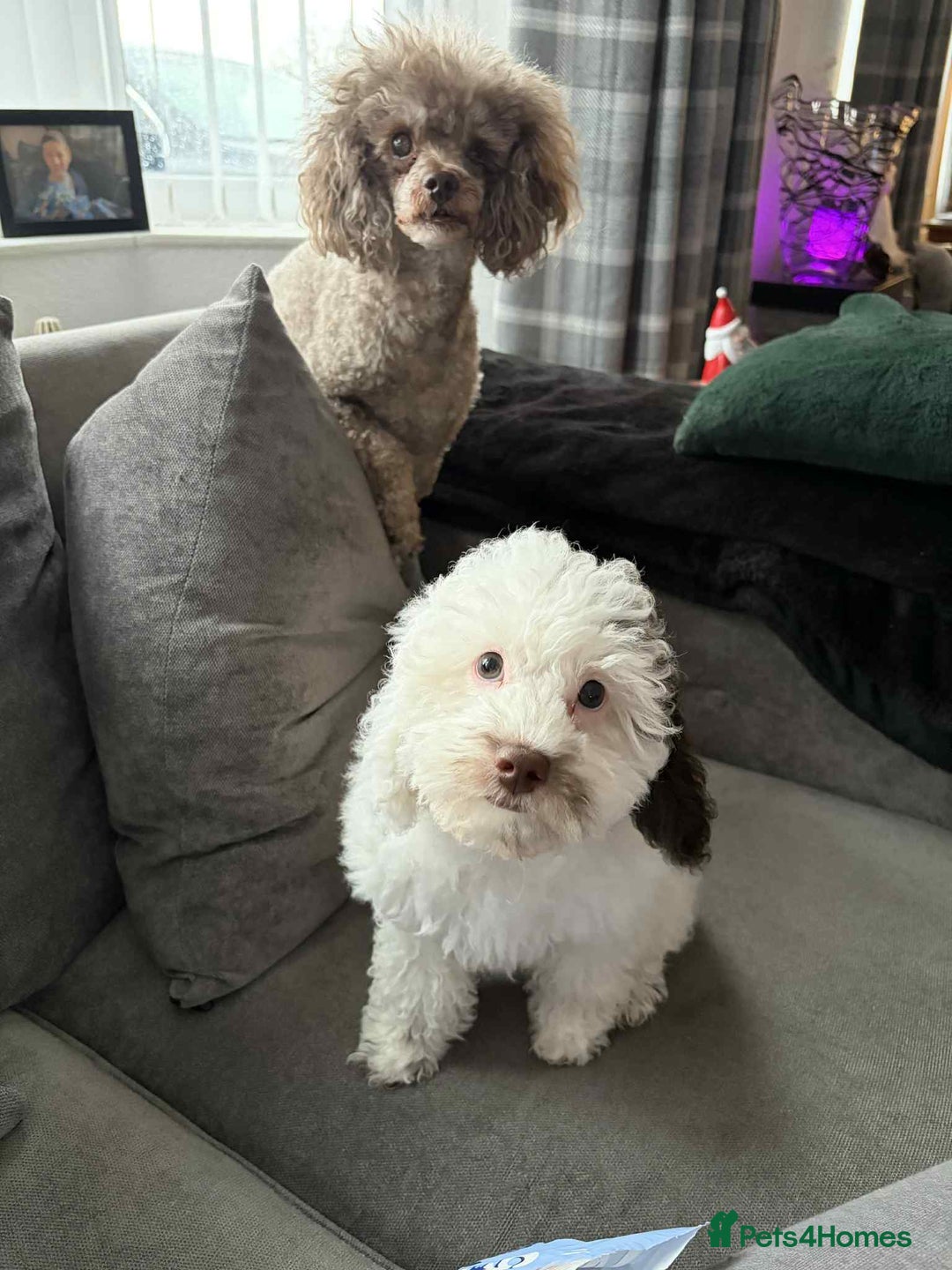 Toy Poodle dogs for sale: Beautiful dobby  - Advert 3