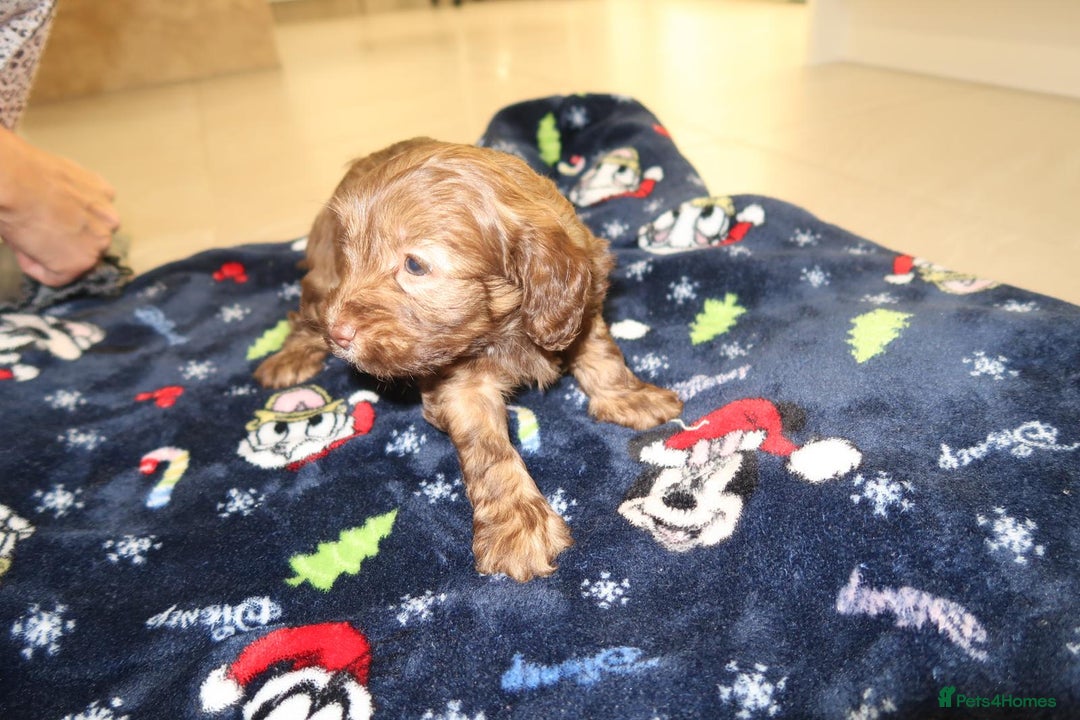 Cockapoo dogs for sale: Beautiful f1b Cockapoo puppy's   - Advert 30