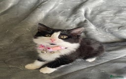 Mixed Breed cats for sale: Luna 3 months old  - Image 1