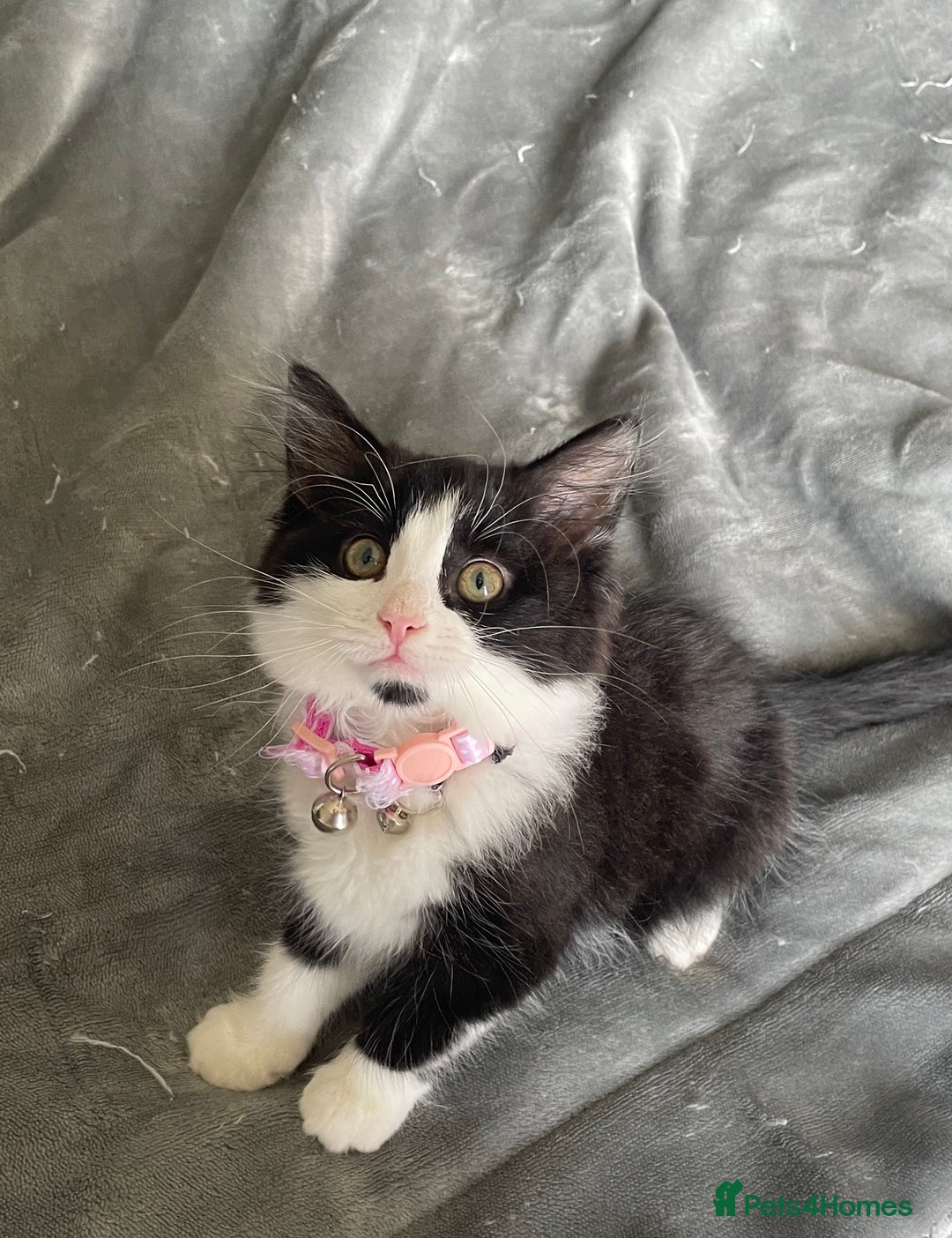 Mixed Breed cats for sale: Luna 3 months old  - Image 1