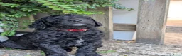 Saint Berdoodle dogs for sale: Chunky St Berdoodle puppies available mid July - Advert 5